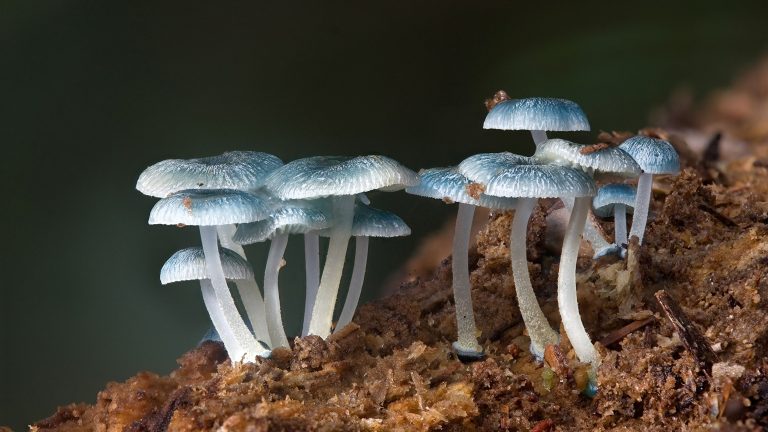 Mycena Interrupta